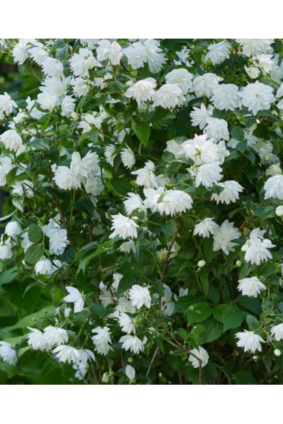 Чубушник Pearls of Perfume